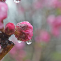 雨上がりの桃の花