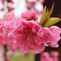 写真: 雨上がりの桃の花