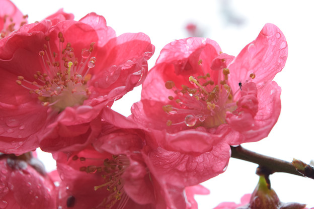 写真: 雨上がりの桃の花
