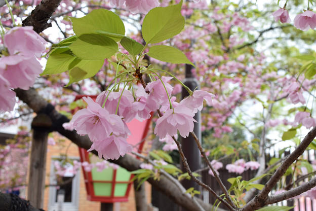 写真: 雨上がりの造幣局の桜