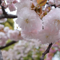 雨上がりの造幣局の桜