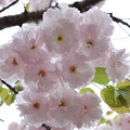 写真: 雨上がりの造幣局の桜