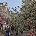 写真: 造幣局の桜の通り抜け
