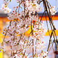 写真: 平野神社