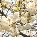 写真: 白い八重桜