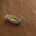 Photos: 昆虫界の宝石！