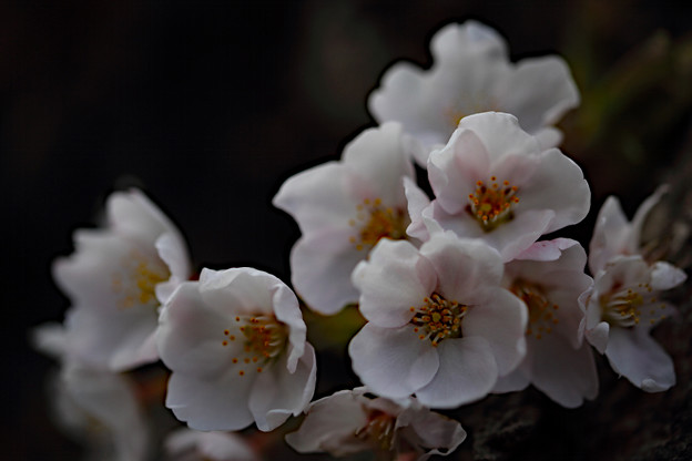 写真: 北海道にも花見のシーズンが