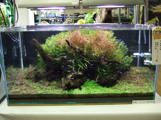 写真: 2009年度 第27回日本観賞魚フェア 水槽ディスプレイコンテスト 90cm水槽の部 優勝
