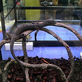 ブラックツリーモニター（Varanus beccarii） 和名：クロホソオオトカゲ