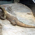 コモドオオトカゲ（Varanus komodoensis）別名：コモドドラゴン