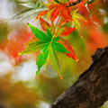 写真: 秋・・（　＾ω＾）・・・