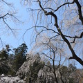 写真: 高尾の桜２