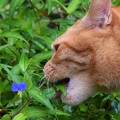 写真: 第１回川柳大会　露草を喰らう猫
