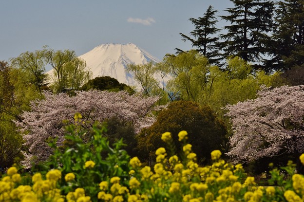 写真: 昭和記念公園から見た富士山