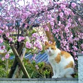 Photos: 我が家の枝垂れ花桃