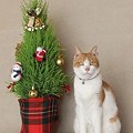写真: クリスマスツリーと美夕吉
