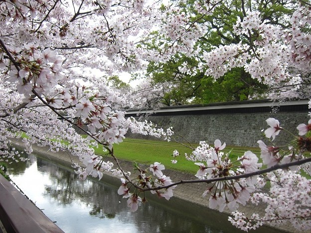 写真: 長塀の桜