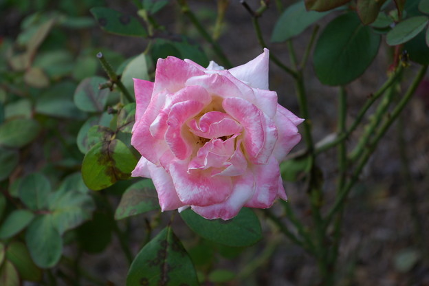 写真: 桃色のバラ