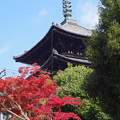 写真: 奈良　紅葉