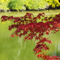 河底池紅葉