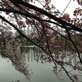 写真: 池に桜