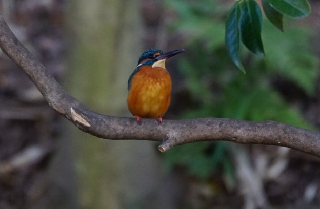 写真: Kingfisher on his favourite branch