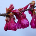 写真: 桜（大阪）