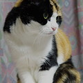 写真: 三毛猫BB8
