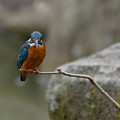 写真: Kingfisher ready to dive