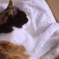 写真: 三毛猫のありちんさんは睡眠中ですんで