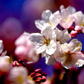 桜（大阪・服部緑地）
