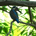 写真: 青い鳥