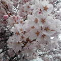 中曽根の桜2016.4-3