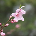 写真: 桃の花も咲き始め…
