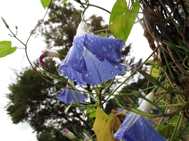 ヘブンリーブルーの花