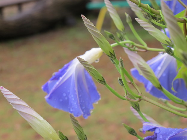 ヘブンリーブルーの花２