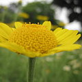 写真: ダイヤーズカモミールの花２
