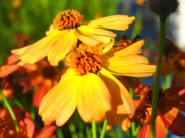 写真: コレオプシスの花５