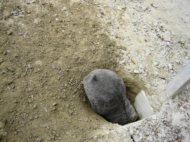 写真: 穴掘り中、ウォンバッド(10月18日グリーンパークカンガルー園にて）