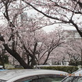 写真: 前の団地の桜も満開