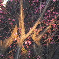 写真: 朝日が梅の木に差し込んで