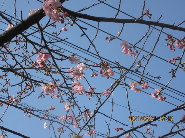 写真: 早咲桜