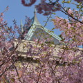 写真: 名古屋市政資料館の大寒桜〜♪