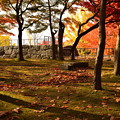 写真: 盛岡城跡の紅葉