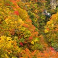 秋の鳴子峡２