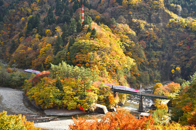 写真: 紅葉の山　秋田新幹線