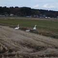 写真: 田んぼに白鳥がいました