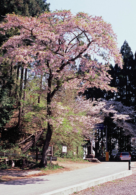 和田峠の桜