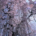 高楽寺の桜