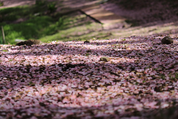 写真: ピンクの絨毯